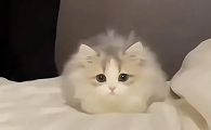 女人哭着指着猫 梗图