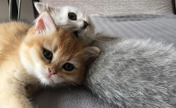 笔筒猫好养吗 笔筒猫好养吗