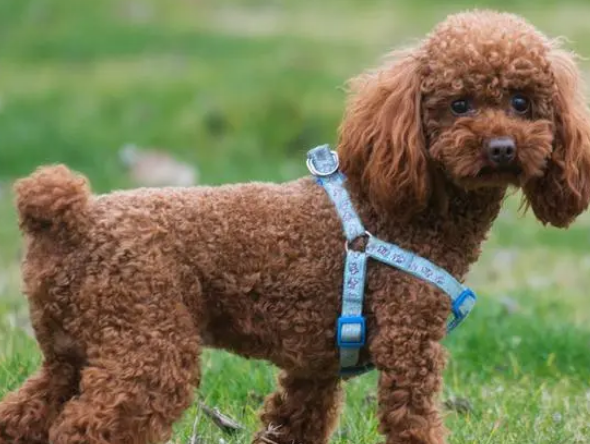 贵宾犬为什么要剪尾巴 贵宾犬为什么要剪尾巴