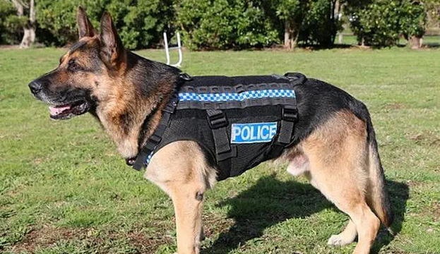 警犬品种图片大全大图 警犬品种图片大全大图