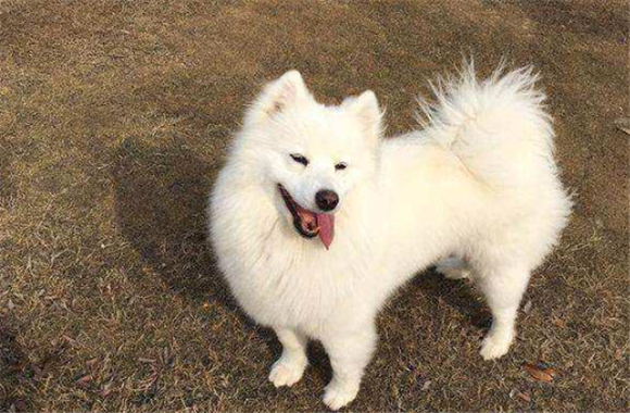 为什么不好银狐犬 为什么不好银狐犬