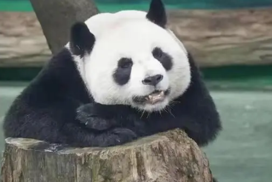 为什么说大熊猫属于食肉动物？那它们现在为什么又以吃素为主？
