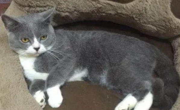 盘点动漫中出现的那些猫 盘点动漫中出现的那些猫