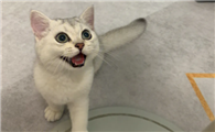 渐层猫容易掉毛吗