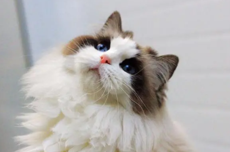 猫咪公主称号是什么猫