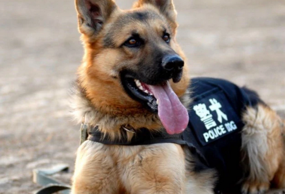 中国十二只出名的警犬 中国十二只出名的警犬