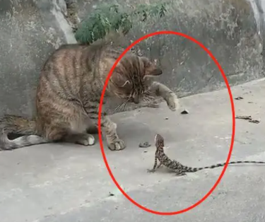 听到门外狸花猫的“惨叫”,赶紧出去一看,主人:你是成精了吗? 听到门外狸花猫的“惨叫”,赶紧出去一看,主人:你是成精了吗?
