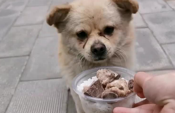 流浪狗讨饭被收留,狗狗不辞而别后再返回,出现暖心一幕 流浪狗讨饭被收留,狗狗不辞而别后再返回,出现暖心一幕