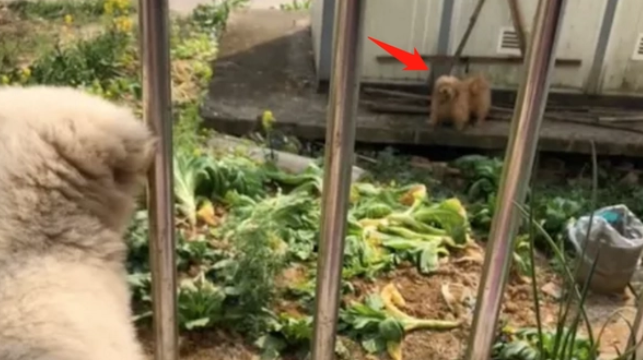 捡了一只小奶狗,3天后狗妈找上门,可是“主人”不想还了 捡了一只小奶狗,3天后狗妈找上门,可是“主人”不想还了