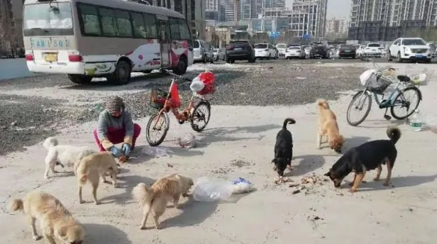 4只流浪狗在公司看门一年,竟1只惨死,3只骨瘦如柴,真相令人气愤! 4只流浪狗在公司看门一年,竟1只惨死,3只骨瘦如柴,真相令人气愤!