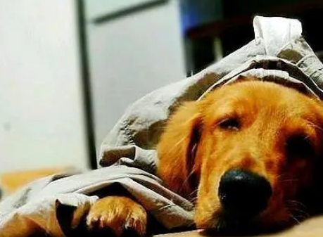 主人突然去世,忠诚的金毛犬为主人效忠,它这样做让人感动 主人突然去世,忠诚的金毛犬为主人效忠,它这样做让人感动
