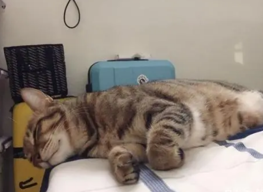 贪吃猫!猫咪大力摇晃饲料桶,一脸哀怨的看主人:宝宝还没吃饱 贪吃猫!猫咪大力摇晃饲料桶,一脸哀怨的看主人:宝宝还没吃饱