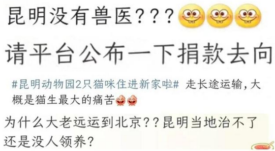 千里运猫，筹款近300万？三问中国小动物保护协会！