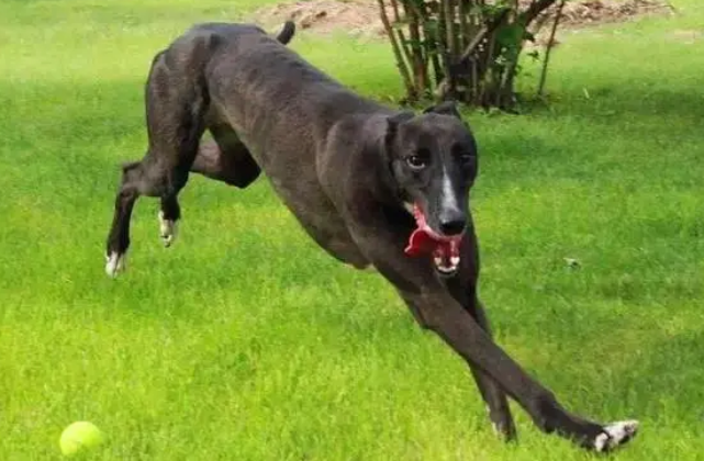 巴斯克维尔猎犬黑布林中文版