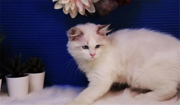 在居民楼开猫舍可以吗 在居民楼开猫舍可以吗
