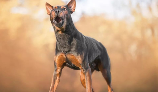 川红犬咬主人吗