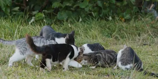 东北后院猫在什么