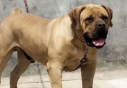 南非黎犬能长多大