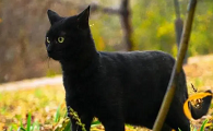 黑色猫进家有什么预兆