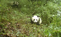 上班路上偶遇大熊猫!成都人的快乐你想象不到