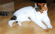 半夜12点猫叫 二八月闹猫什么意思