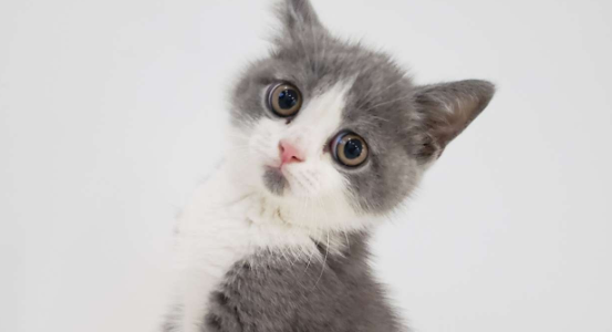 蓝白网红惊讶猫
