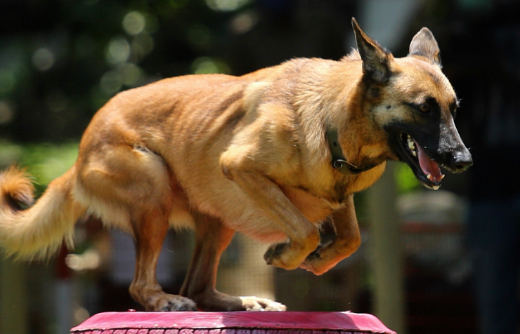 警犬会咬小孩吗