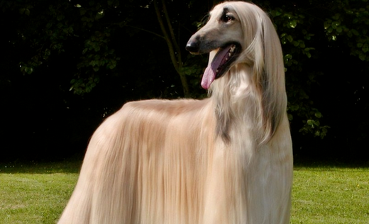 每天了解一只宠物犬之三 阿富汗猎犬
