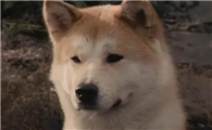 忠犬八公为什么禁播了