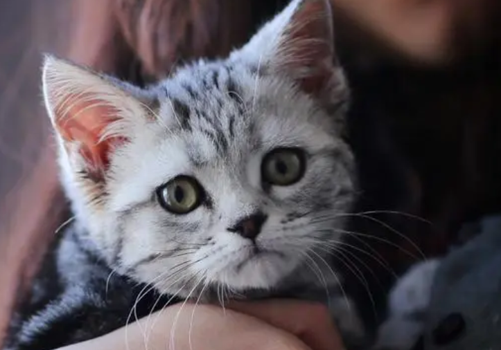 猫其实就是女人