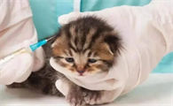 猫疫苗预防哪些病