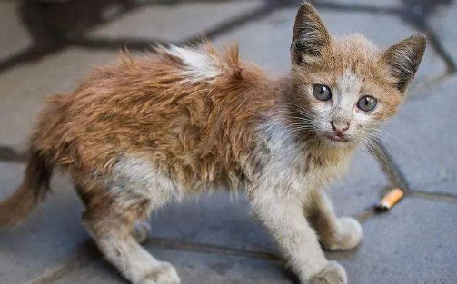 被弃养的猫看到前主人