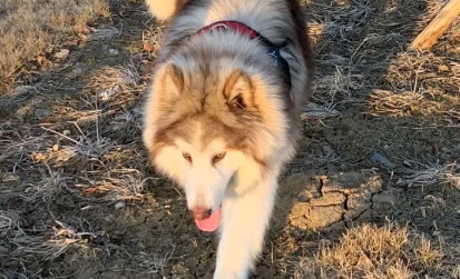 抖音网红狗阿拉斯加犬叫什么