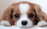 查理士王小猎犬多少钱?活跃有大无畏的精神