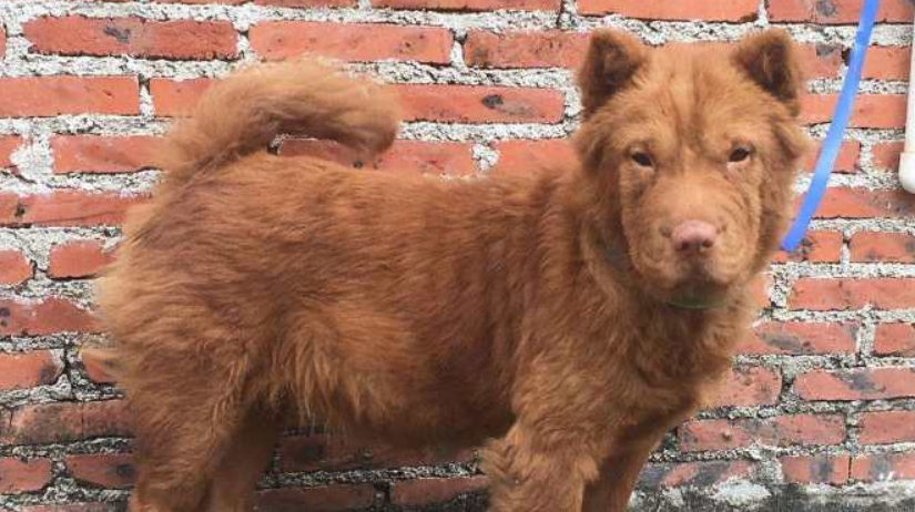 五红犬的看家能力