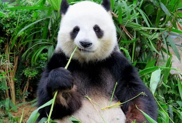 为什么熊猫成了熊类中唯一吃素的？是形势所迫，还是个熊喜好呢？