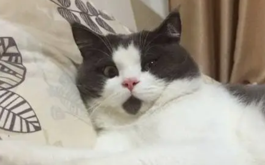 猫猫惊讶表情图片
