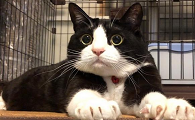 吊面猫什么意思