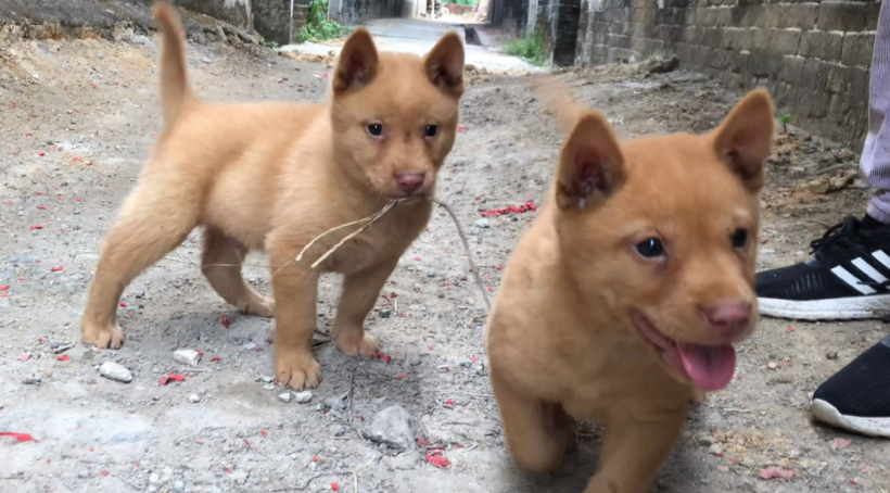 五红犬吃什么食物