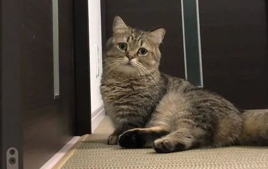 曼赤肯猫电视看一半,竟突然发出奇怪叫声,主人:我养的是狗?