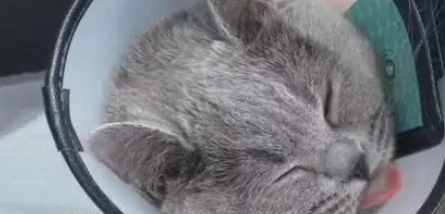 主人嫌弃猫咪太丑，花高价割了双眼皮，网友：隔着屏幕都觉得疼！