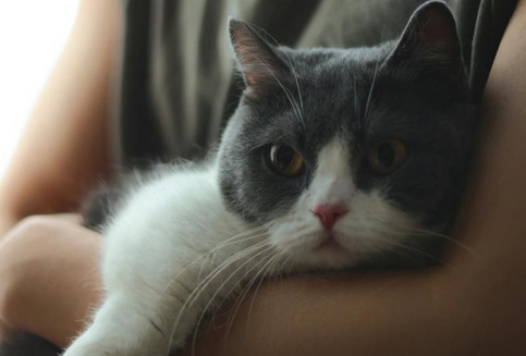 喜欢猫的男人心理学 喜欢猫的男人心理学