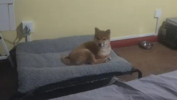 网友给柴犬买了张床,它才睡了几天就成这样了,这也太能造了 网友给柴犬买了张床,它才睡了几天就成这样了,这也太能造了