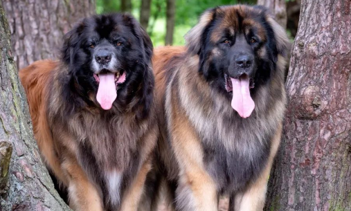 百科 | 兰伯格犬,拥有温柔灵魂的“狮子王” 百科 | 兰伯格犬,拥有温柔灵魂的“狮子王”