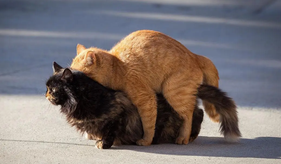 繁殖猫的悲哀一生 繁殖猫的悲哀一生