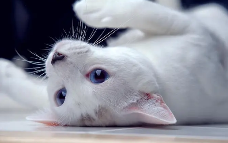 网上能免费领养名贵猫咪?警方:擦亮眼,切莫陷入骗局 网上能免费领养名贵猫咪?警方:擦亮眼,切莫陷入骗局