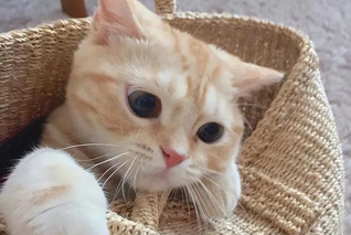 养橘猫的7大雷区,随便踩一个,相当于“慢性杀猫” 养橘猫的7大雷区,随便踩一个,相当于“慢性杀猫”