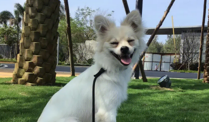 狐狸犬的优点与缺点