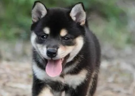 相狗经说四眼狗不能养