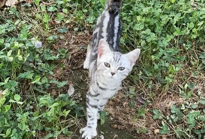 路上捡到一只美短猫，养了半年后，我的噩梦就开始了！